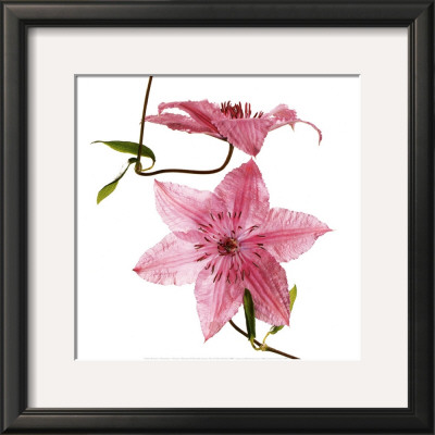 Clematites by Cedric Porchez Pricing Limited Edition Print image