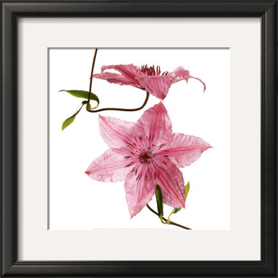 Clematites by Cédric Porchez Pricing Limited Edition Print image