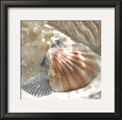 Coral Shell Iii by Donna Geissler Pricing Limited Edition Print image
