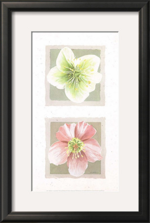 Helebores Iii by Laurence David Pricing Limited Edition Print image