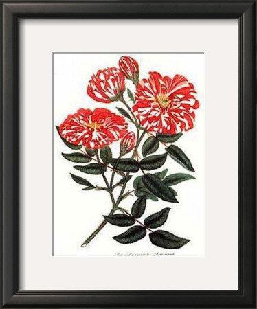 Rosa Mundi by George Henry Andrews Pricing Limited Edition Print image