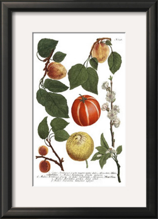 Weinmann Fruits Iv by Weimann Pricing Limited Edition Print image