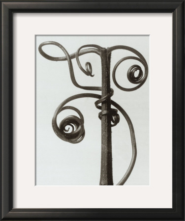 Curcubita, Pumpkin Tendril by Karl Blossfeldt Pricing Limited Edition Print image