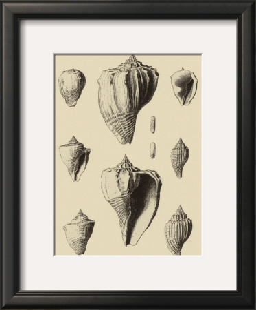 Shells On Khaki X by Denis Diderot Pricing Limited Edition Print image