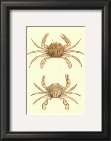 Antique Crab Iii by James Sowerby Pricing Limited Edition Print image