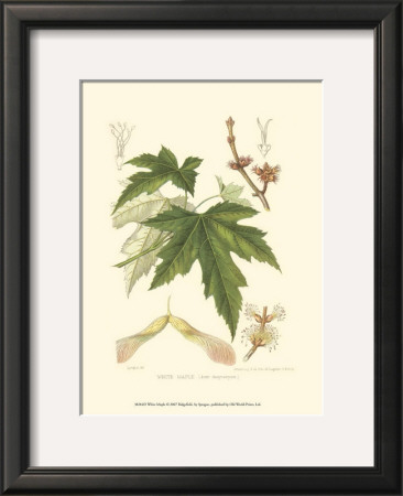 White Maple by Sprague Pricing Limited Edition Print image
