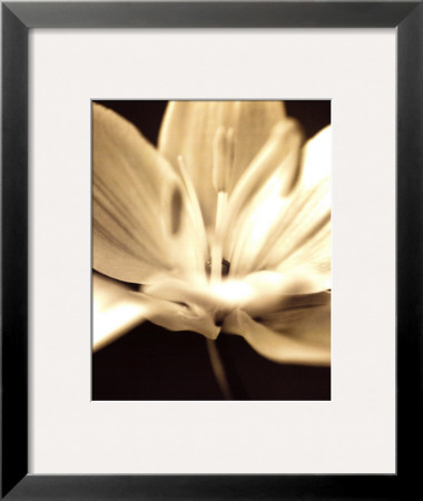 Radiance Iii by Cinzia Ryan Pricing Limited Edition Print image