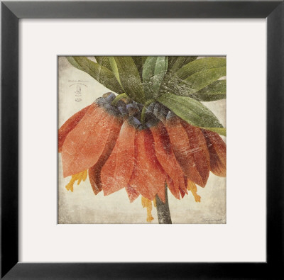 Orange Flower by Stephanie Marrott Pricing Limited Edition Print image