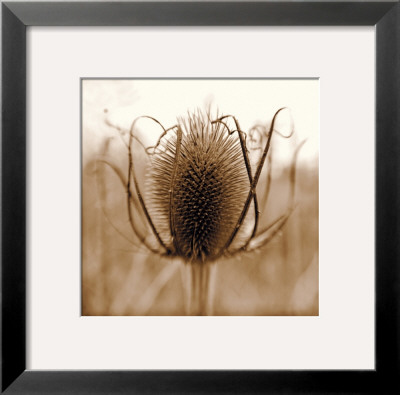 Thistle by Ann Dahlgren Pricing Limited Edition Print image