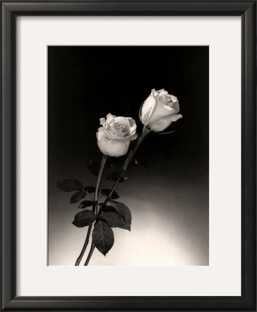 Roses by Dick & Diane Stefanich Pricing Limited Edition Print image