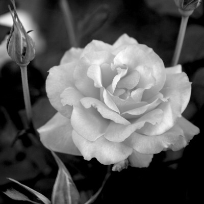 Sweet Rose I by Nicole Katano Pricing Limited Edition Print image