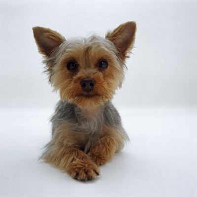 Yorkshire Terrier Puppy Lying With Head Up by Jane Burton Pricing Limited Edition Print image