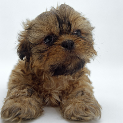 Shih Tzu Puppy, 7 Weeks Old, Lying Down With Head Up by Jane Burton Pricing Limited Edition Print image