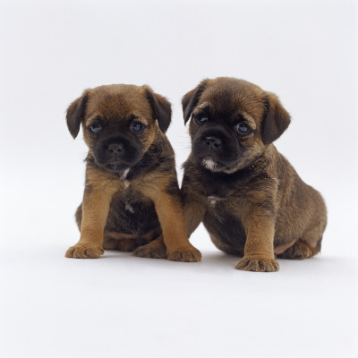 Two Border Terrier Puppies, 5 Weeks Old, Sitting Together by Jane Burton Pricing Limited Edition Print image