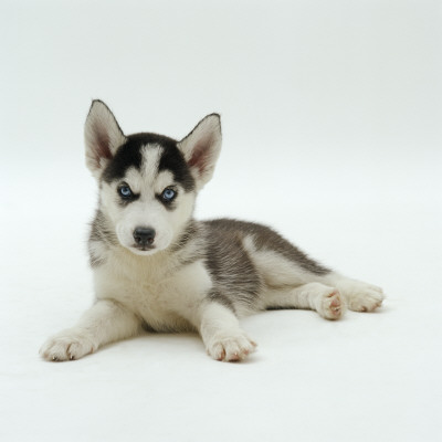 Blue-Eyed Siberian Husky Dog Puppy, 6 Weeks Old, Lying Down by Jane Burton Pricing Limited Edition Print image