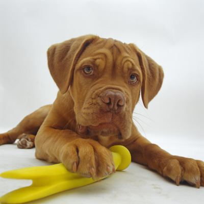 Dogue De Bordeaux Dog Puppy, 15 Weeks Old, Lying Down With Paw On Toy by Jane Burton Pricing Limited Edition Print image