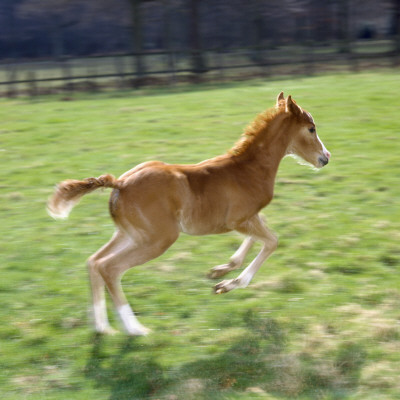 Domestic Horse, Chestnut British Show Pony Colt Foal Leaping Away, Uk by Jane Burton Pricing Limited Edition Print image