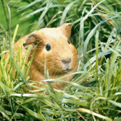 Golden Guinea Pig In Long Grass, Uk by Jane Burton Pricing Limited Edition Print image