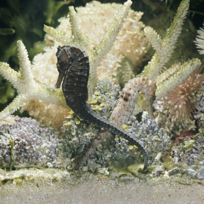 Spotted Seahorse Dark And Light Colour Phases, On Coral Reef, From Indo-Pacific by Jane Burton Pricing Limited Edition Print image
