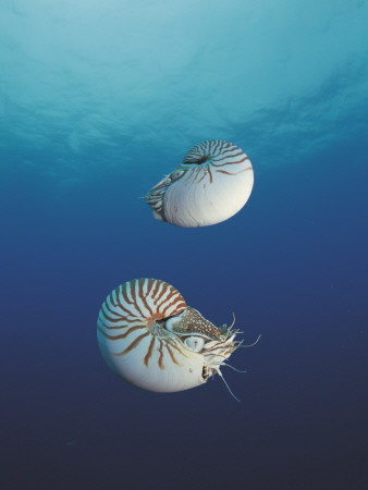 Pearly Nautilus, Sulu-Sulawesi Seas, Indo-Pacific, Fills Shell To Sink And Expells Water To Rise by Jurgen Freund Pricing Limited Edition Print image