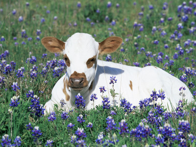Domestic Texas Longhorn Calf, In Lupin Meadow, Texas, Usa by Lynn M. Stone Pricing Limited Edition Print image