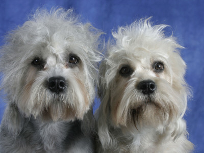 Two Dandie Dinmont Terrier Dogs by Petra Wegner Pricing Limited Edition Print image