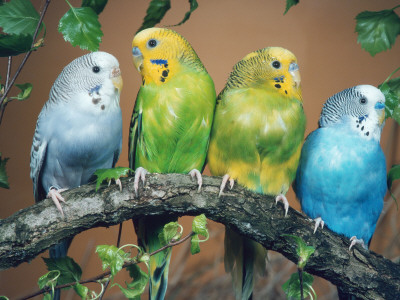 Four Budgerigars (Melopsittacus Undulatus) by Reinhard Pricing Limited Edition Print image