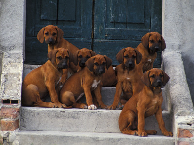 Domestic Dogs, Seven Rhodesian Ridgeback Puppies Sitting On Steps by Adriano Bacchella Pricing Limited Edition Print image