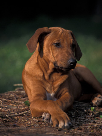 Rhodesian Ridgeback Puppy With Front Paws Crossed by Adriano Bacchella Pricing Limited Edition Print image