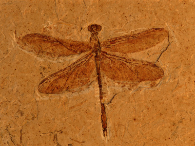 Fossil Insect, Dragonfly, Early Cretaceous, Brazil by John Cancalosi Pricing Limited Edition Print image