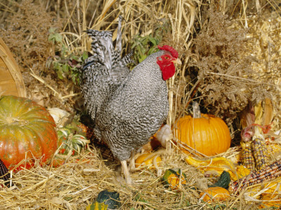 Dominique Breed Of Domestic Chicken, Cock With Vegetables., Usa by Lynn M. Stone Pricing Limited Edition Print image