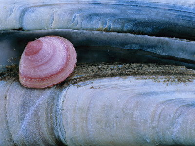 Baltic Tellin Shell, And Razorshell Texel, Netherlands by Bernard Castelein Pricing Limited Edition Print image