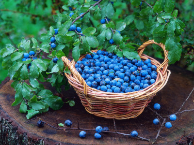 Blackthorn Berries On Shrub And In Basket (Prunus Spinosa) Europe by Reinhard Pricing Limited Edition Print image