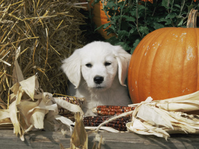 Golden Retriever Puppy (Canis Familiaris) Portrait With Pumpkin by Lynn M. Stone Pricing Limited Edition Print image