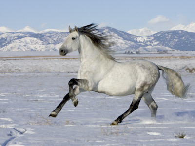 Gray Andalusian Stallion, Cantering In Snow, Longmont, Colorado, Usa by Carol Walker Pricing Limited Edition Print image