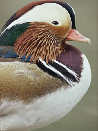 Mandarin Duck, Close Up Of Male Head, Usa by John Cancalosi Pricing Limited Edition Print image