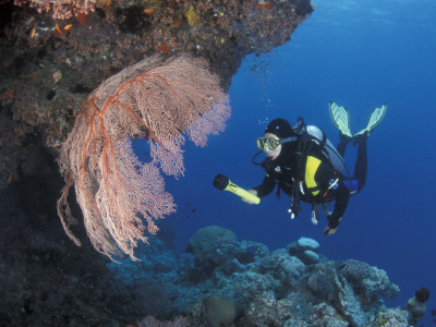 Diver Examines Coral Reef, Great Barrier Reef, Australia by Jurgen Freund Pricing Limited Edition Print image