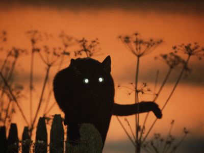 Black Domestic Cat Silhouetted Against Sunset Sky, Eyes Reflecting The Light, Uk by Jane Burton Pricing Limited Edition Print image