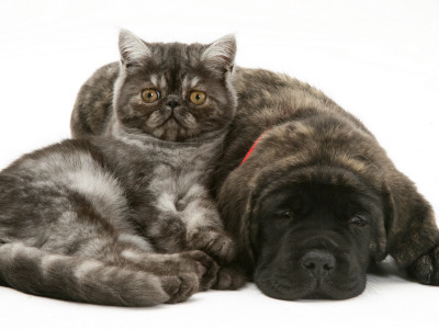 Smoke Exotic Kitten Curled Up With Sleeping Brindle English Mastiff Puppy by Jane Burton Pricing Limited Edition Print image