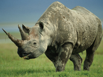 Black Rhino Portrait, Ngorongoro Nr, Tanzania by Staffan Widstrand Pricing Limited Edition Print image