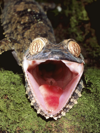 Leaf Tailed Gecko With Open Mouth, Nosy Mangabe Reserve, Madagascar by Pete Oxford Pricing Limited Edition Print image