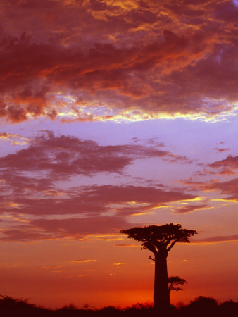 Baobab Silhouette At Sunset, Morondava, Madagascar by Pete Oxford Pricing Limited Edition Print image