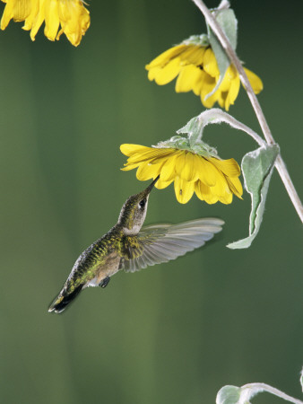 Ruby Throated Hummingbird, Female Feeds At Sunflower, Texas, Usa by Rolf Nussbaumer Pricing Limited Edition Print image
