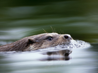 European River Otter Swimming, Otterpark Aqualutra, Leeuwarden, Netherlands by Niall Benvie Pricing Limited Edition Print image