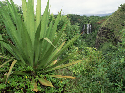 Agave Plant With Opeka Falls In The Background, Kauai, Hawaii by Rolf Nussbaumer Pricing Limited Edition Print image