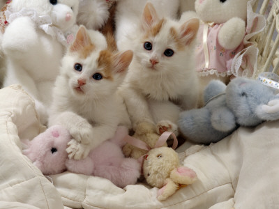 Domestic Cat, Two Turkish Van Kittens With Soft Toys In Crib by Jane Burton Pricing Limited Edition Print image