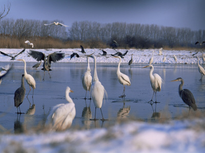 Great Egrets, And Grey Herons, On Frozen Lake, Pusztaszer, Hungary by Bence Mate Pricing Limited Edition Print image