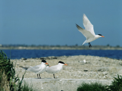 Caspian Terns, Breeding Colony On Island In Baltic Sea, Sweden by Bengt Lundberg Pricing Limited Edition Print image