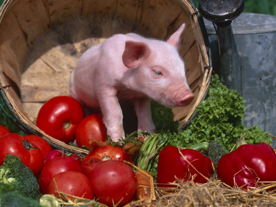 Domestic Piglet, In Bucket With Apples, Mixed Breed, Usa by Lynn M. Stone Pricing Limited Edition Print image