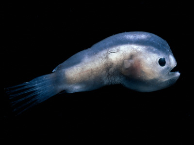 Deep Sea Anglerfish Male by David Shale Pricing Limited Edition Print image